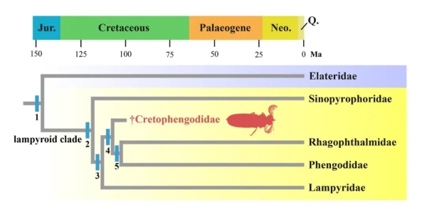 科学家在缅甸琥珀中发现一亿年前“萤火虫”