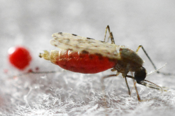 科学家揭示疟疾媒介按蚊婚飞和求偶的奥秘