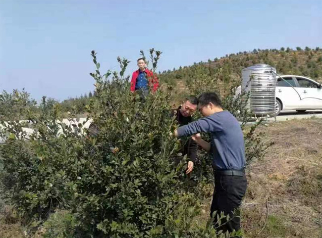 湖南耒阳：科技特派员助力矿山复绿