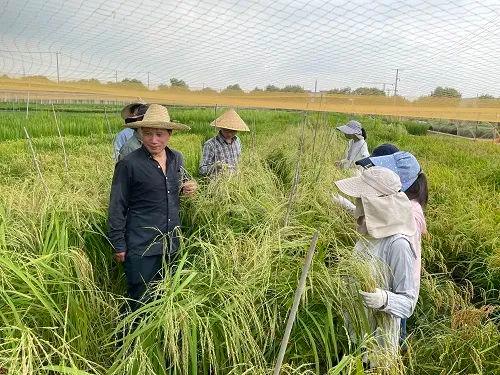 “水稻医生”何祖华：把论文写在稻田里