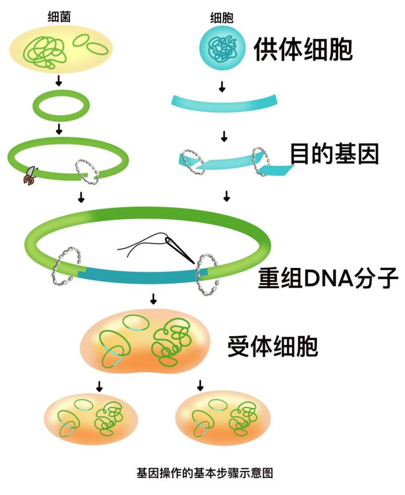 突破育种瓶颈，拓宽基因来源