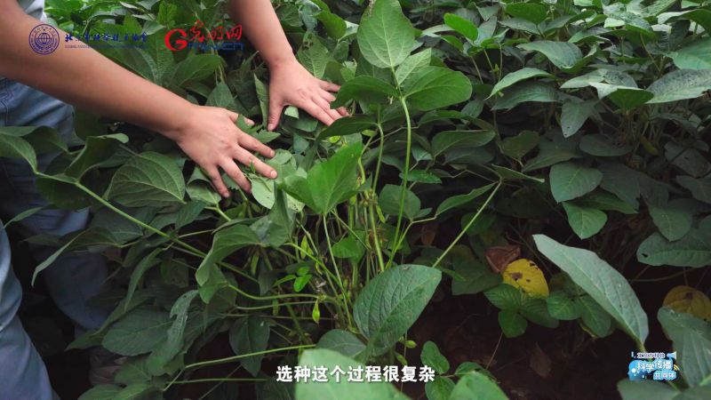 科学“新”声｜特用型大豆，为餐桌而生的育种探索