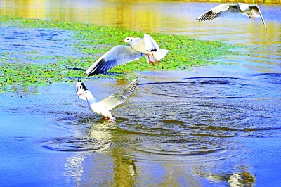 四川西昌邛海国家湿地公园：水清岸绿鸟蹁跹