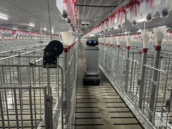 敲敲电脑,“猪事”搞定! 敲敲电脑,“猪事”搞定!