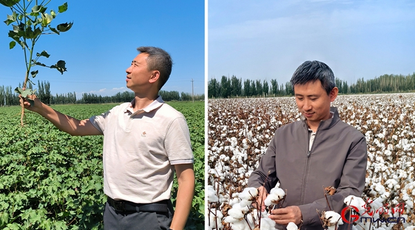 【思政开放麦·时事热点评论】建设美丽新疆,强农报国显担当 【思政开放麦·时事热点评论】建设美丽新疆,强农报国显担当