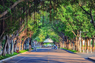 千年古树的现代生存密码