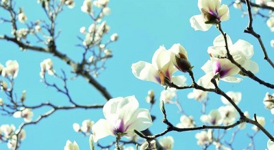 千年古树的现代生存密码