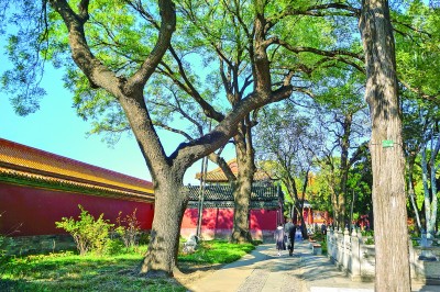 千年古树的现代生存密码