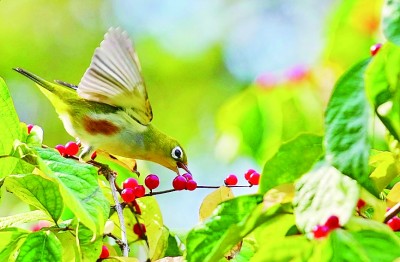 候鸟保护：照亮“天空精灵”迁徙路