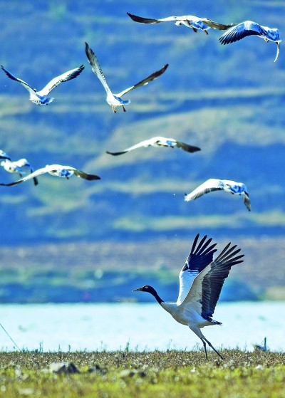 候鸟保护：照亮“天空精灵”迁徙路