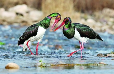 候鸟保护：照亮“天空精灵”迁徙路