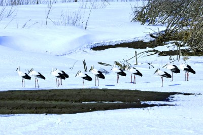候鸟保护：照亮“天空精灵”迁徙路