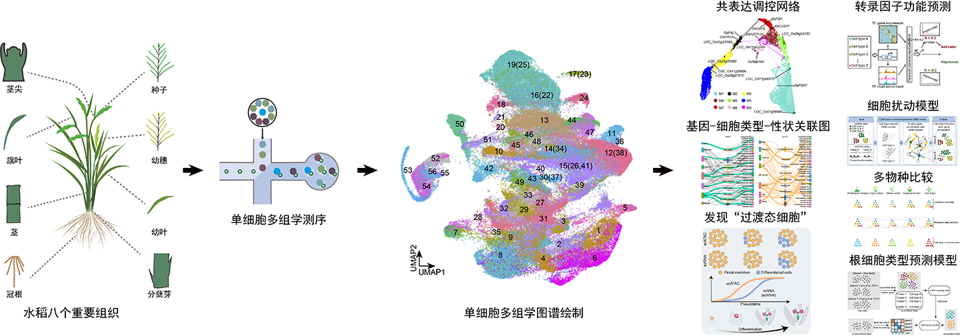 我国科学家绘出水稻“细胞级地图”，为育种装上“微观导航”