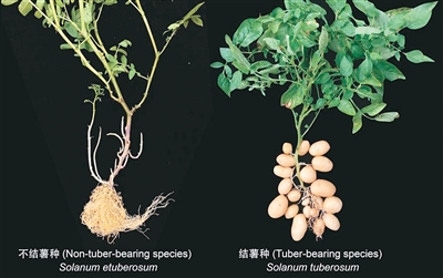 揭开马铃薯身世之谜