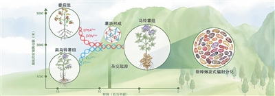 揭开马铃薯身世之谜