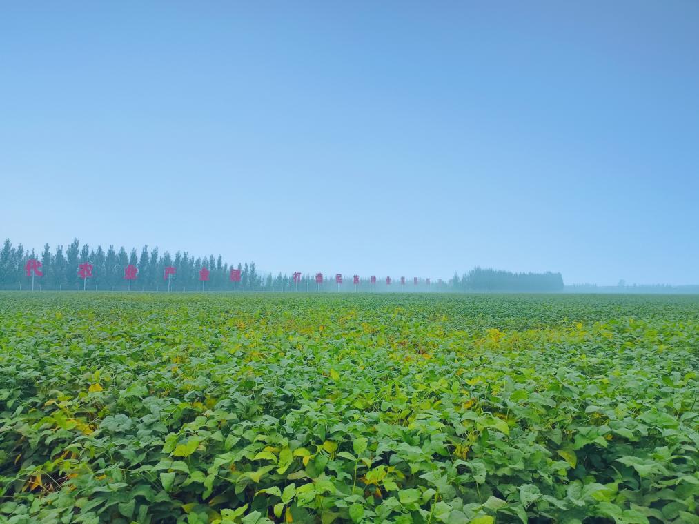 新华全媒+丨丰收在望 各地多举措抓好秋粮生产