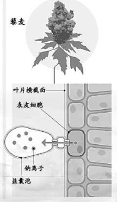 盐碱地：未来粮仓？