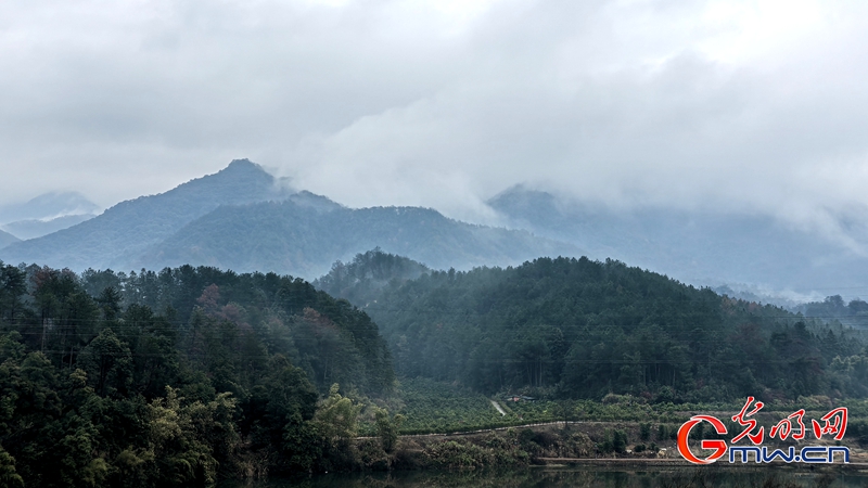 新春走基层|三明有片“医疗碳汇林” 新春走基层|三明有片“医疗碳汇林”