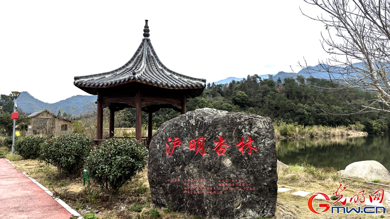 新春走基层|三明有片“医疗碳汇林” 新春走基层|三明有片“医疗碳汇林”