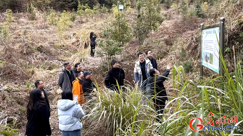 新春走基层|三明有片“医疗碳汇林” 新春走基层|三明有片“医疗碳汇林”