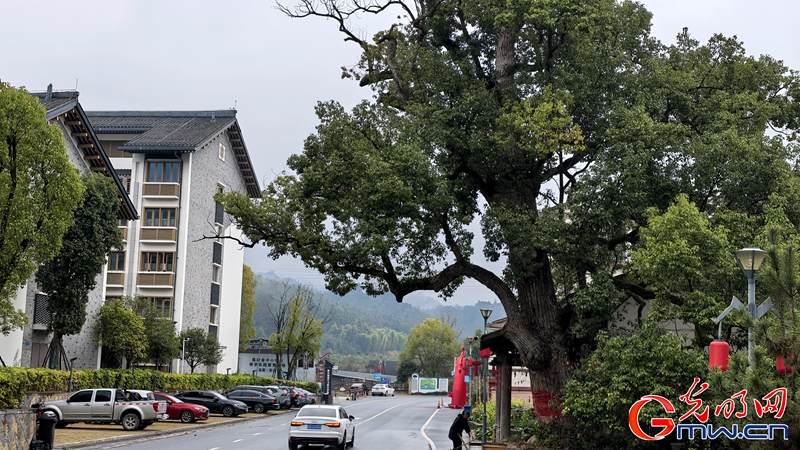 新春走基层|三明有片“医疗碳汇林” 新春走基层|三明有片“医疗碳汇林”