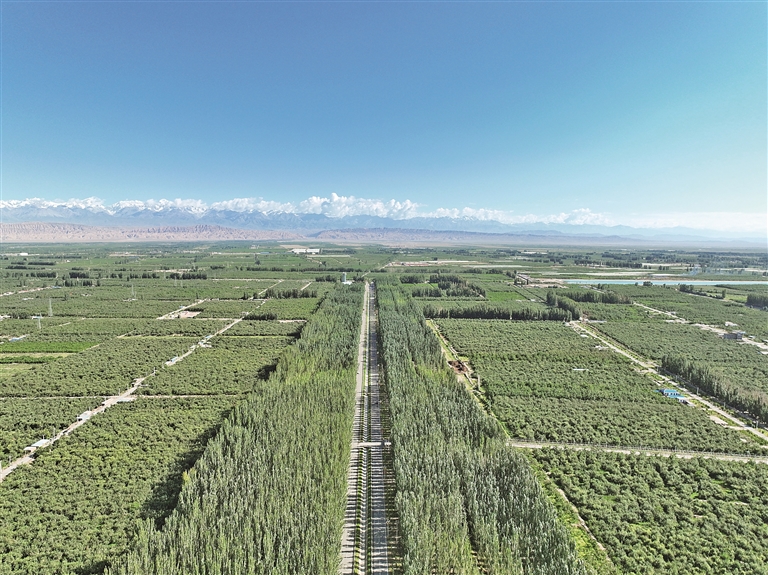 40年接力治沙植绿——柯柯牙,荒原上的绿色奇迹