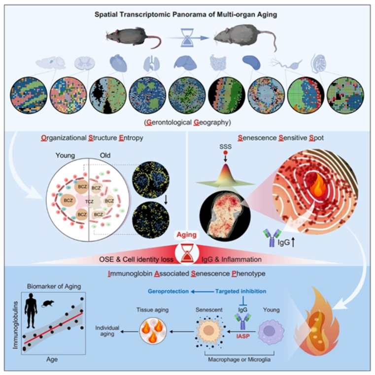 最新发现：免疫球蛋白累积是衰老的关键特征和驱动因素
