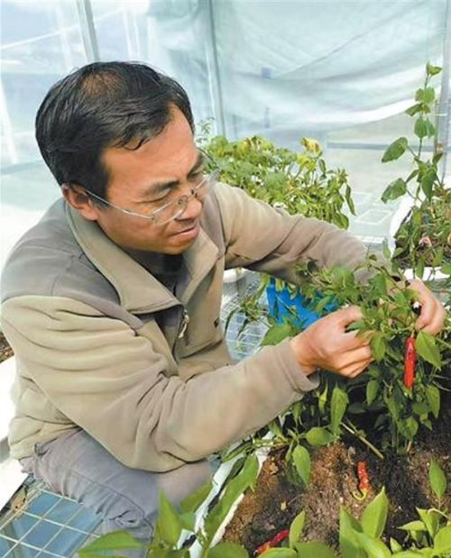 西藏农牧大学教授王忠红：让高原农牧民一年四季吃上新鲜菜